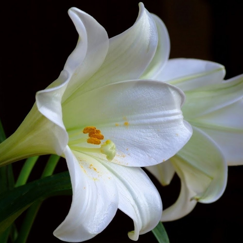 Meet your Posher, Makenzie